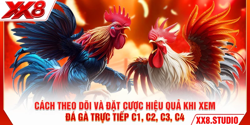 Cách theo dõi và đặt cược hiệu quả khi xem đá gà trực tiếp C1 C2 C3 C4
