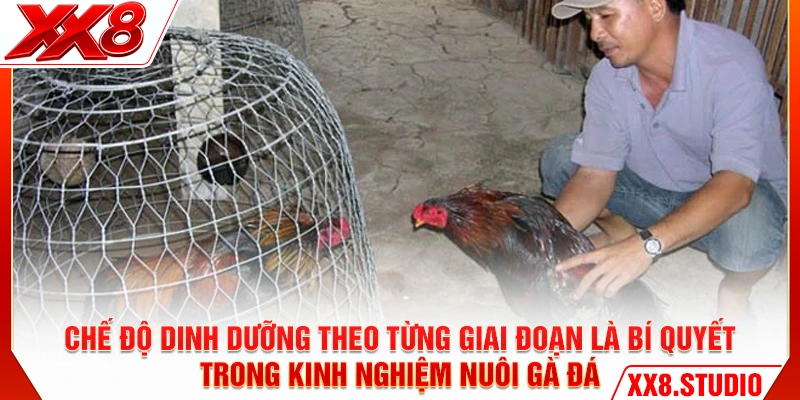 Chế độ dinh dưỡng theo từng giai đoạn là bí quyết trong kinh nghiệm nuôi gà đá