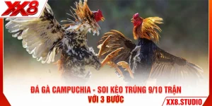 Đá Gà Campuchia - Soi Kèo Trúng 9/10 Trận Với 3 Bước