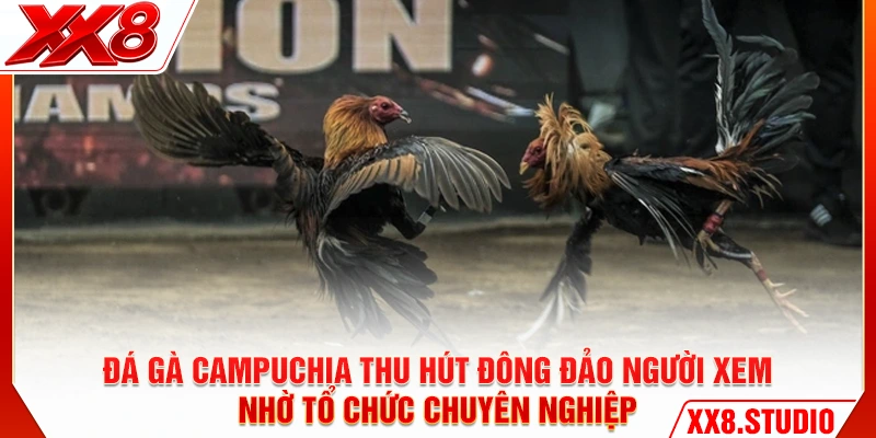 Đá gà Campuchia thu hút đông đảo người xem nhờ tổ chức chuyên nghiệp