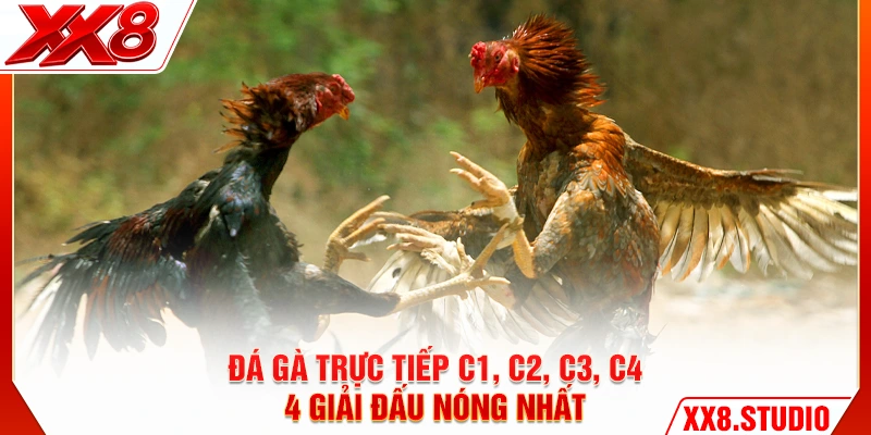 Đá Gà Trực Tiếp C1 C2 C3 C4 - 4 Bồ Gà Nóng Nhất