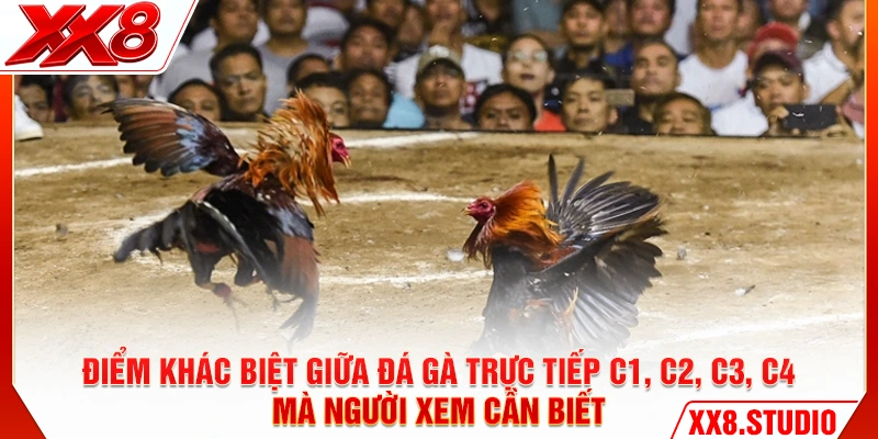 Điểm khác biệt giữa đá gà trực tiếp C1 C2 C3 C4 mà người xem cần biết