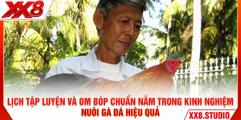 Lịch tập luyện và om bóp chuẩn nằm trong kinh nghiệm nuôi gà đá hiệu quả